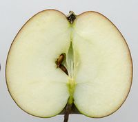 Roter Eiserapfel apple